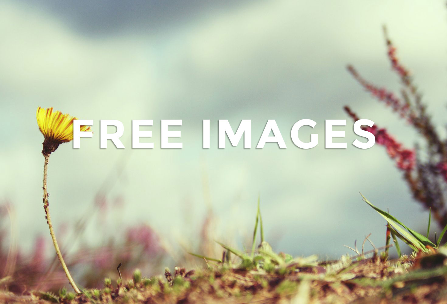 Free Images